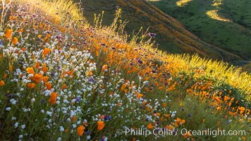 Wildflowers and California Poppies in Bloom, Elsinore, Eschscholzia californica