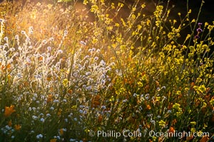 Wildflowers and California Poppies in Bloom, Elsinore, Eschscholzia californica