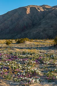 Wildflowers in Anza-Borrego Desert State Park. Borrego Springs, California, USA, Abronia villosa, Oenothera deltoides, natural history stock photograph, photo id 30510