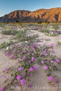 Wildflowers in Anza-Borrego Desert State Park, Abronia villosa, Oenothera deltoides, Borrego Springs, California