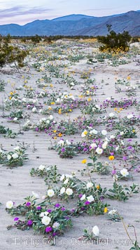 Wildflowers in Anza-Borrego Desert State Park, Abronia villosa, Oenothera deltoides, Borrego Springs, California