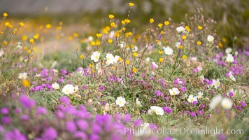 Wildflowers, Anza Borrego Desert State Park, Anza-Borrego Desert State Park, Borrego Springs, California