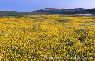 Wildflowers bloom across Carrizo Plains National Monument, during the 2017 Superbloom, Carrizo Plain National Monument, California