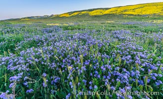 Wildflowers bloom across Carrizo Plains National Monument, during the 2017 Superbloom, Carrizo Plain National Monument, California