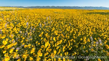 Wildflowers bloom across Carrizo Plains National Monument, during the 2017 Superbloom, Carrizo Plain National Monument, California