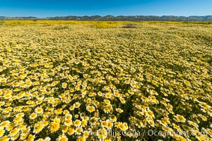 Wildflowers bloom across Carrizo Plains National Monument, during the 2017 Superbloom, Carrizo Plain National Monument, California