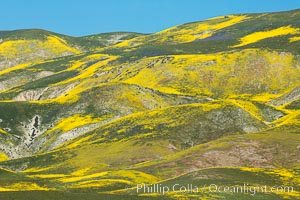 Wildflowers bloom across Carrizo Plains National Monument, during the 2017 Superbloom, Carrizo Plain National Monument, California