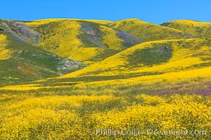 Wildflowers bloom across Carrizo Plains National Monument, during the 2017 Superbloom, Carrizo Plain National Monument, California