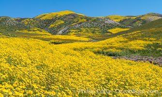 Wildflowers bloom across Carrizo Plains National Monument, during the 2017 Superbloom, Carrizo Plain National Monument, California