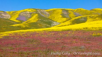 Wildflowers bloom across Carrizo Plains National Monument, during the 2017 Superbloom