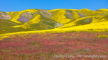 Wildflowers bloom across Carrizo Plains National Monument, during the 2017 Superbloom, Carrizo Plain National Monument, California