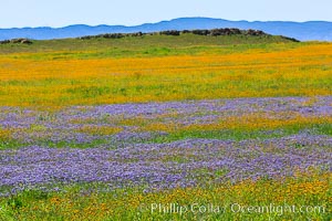 Wildflowers bloom across Carrizo Plains National Monument, during the 2017 Superbloom, Carrizo Plain National Monument, California