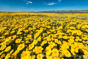 Wildflowers bloom across Carrizo Plains National Monument, during the 2017 Superbloom, Carrizo Plain National Monument, California