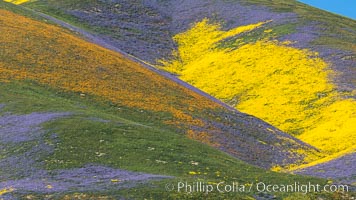 Wildflowers bloom across Carrizo Plains National Monument, during the 2017 Superbloom, Carrizo Plain National Monument, California