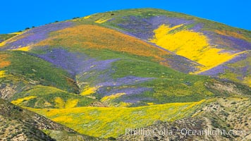 Wildflowers bloom across Carrizo Plains National Monument, during the 2017 Superbloom