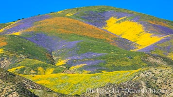 Wildflowers bloom across Carrizo Plains National Monument, during the 2017 Superbloom, Carrizo Plain National Monument, California