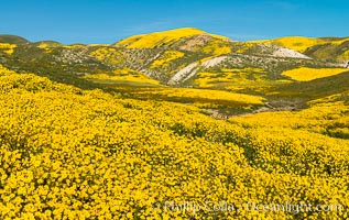 Wildflowers bloom across Carrizo Plains National Monument, during the 2017 Superbloom, Carrizo Plain National Monument, California