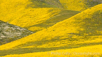 Wildflowers bloom across Carrizo Plains National Monument, during the 2017 Superbloom