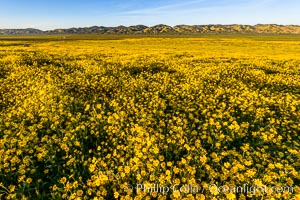 Wildflowers bloom across Carrizo Plains National Monument, during the 2017 Superbloom, Carrizo Plain National Monument, California