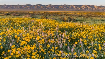 Wildflowers bloom across Carrizo Plains National Monument, during the 2017 Superbloom. Carrizo Plain National Monument, California, USA, natural history stock photograph, photo id 33246