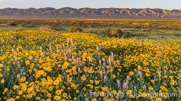 Wildflowers bloom across Carrizo Plains National Monument, during the 2017 Superbloom