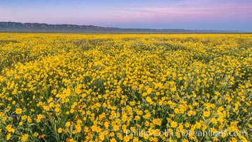 Wildflowers bloom across Carrizo Plains National Monument, during the 2017 Superbloom