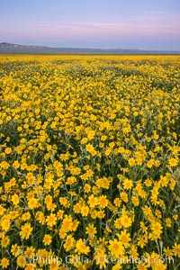 Wildflowers bloom across Carrizo Plains National Monument, during the 2017 Superbloom, Carrizo Plain National Monument, California
