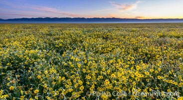 Wildflowers bloom across Carrizo Plains National Monument, during the 2017 Superbloom, Carrizo Plain National Monument, California