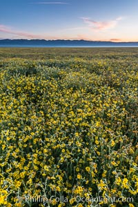 Wildflowers bloom across Carrizo Plains National Monument, during the 2017 Superbloom, Carrizo Plain National Monument, California