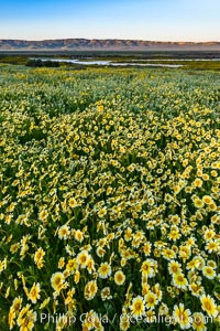 Wildflowers bloom across Carrizo Plains National Monument, during the 2017 Superbloom, Carrizo Plain National Monument, California