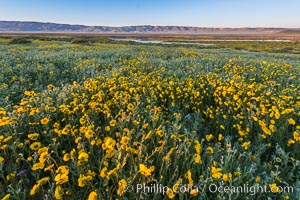 Wildflowers bloom across Carrizo Plains National Monument, during the 2017 Superbloom. Carrizo Plain National Monument, California, USA, natural history stock photograph, photo id 33253