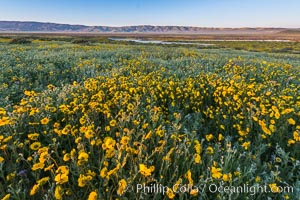 Wildflowers bloom across Carrizo Plains National Monument, during the 2017 Superbloom, Carrizo Plain National Monument, California