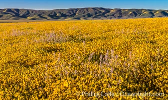 Wildflowers bloom across Carrizo Plains National Monument, during the 2017 Superbloom, Carrizo Plain National Monument, California