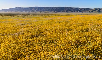 Wildflowers bloom across Carrizo Plains National Monument, during the 2017 Superbloom, Carrizo Plain National Monument, California