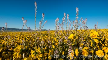 Wildflowers bloom across Carrizo Plains National Monument, during the 2017 Superbloom, Carrizo Plain National Monument, California