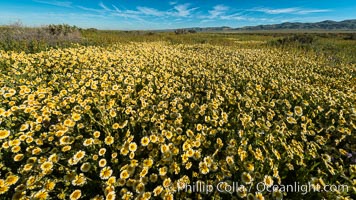 Wildflowers bloom across Carrizo Plains National Monument, during the 2017 Superbloom, Carrizo Plain National Monument, California