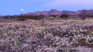 Wildflowers Bloom in Spring, Joshua Tree National Park