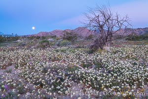 Wildflowers Bloom in Spring, Joshua Tree National Park