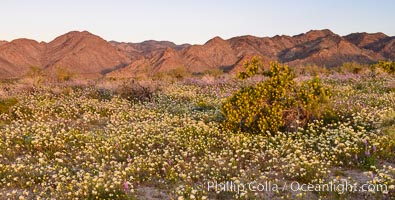 Wildflowers Bloom in Spring, Joshua Tree National Park. California, USA, natural history stock photograph, photo id 33144