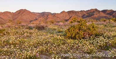 Wildflowers Bloom in Spring, Joshua Tree National Park