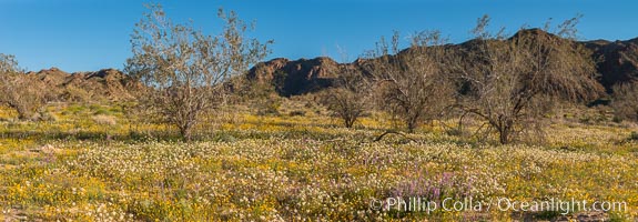 Wildflowers Bloom in Spring, Joshua Tree National Park