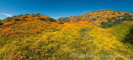 Image 33138, Wildflowers carpets the hills at Diamond Valley Lake, Hemet. California, USA, Eschscholzia californica, Phillip Colla, all rights reserved worldwide. Keywords: bloom, california, california poppy, diamond valley lake, eschscholtzia californica, eschscholzia californica, flower, hemet, nature, outside, panorama, panoramic photo, plant, spring, superbloom.