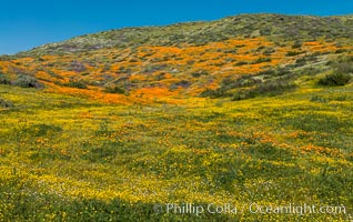 Wildflowers carpets the hills at Diamond Valley Lake, Hemet