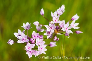 Wildflowers, Rancho La Costa, Carlsbad