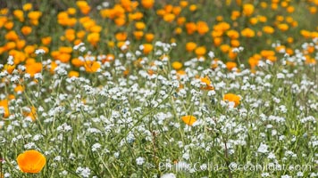 Wildflowers, Rancho La Costa, Carlsbad
