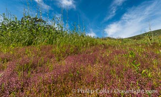 Wildflowers, Rancho La Costa, Carlsbad