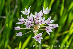 Wildflowers, Rancho La Costa, Carlsbad