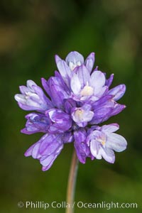 Wildflowers, Rancho La Costa, Carlsbad