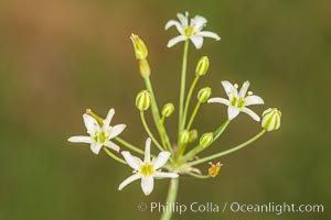 Wildflowers, Rancho La Costa, Carlsbad