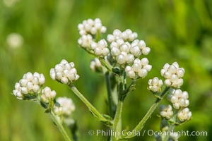 Wildflowers, Rancho La Costa, Carlsbad